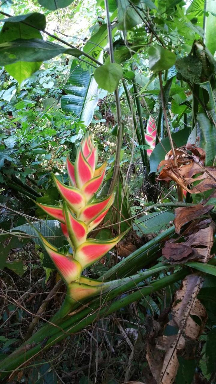 Panama Eco Resort Tierra Oscura Luaran gambar